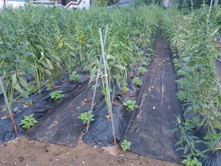 구봉갑산님의 참깨 · 영농일지 작성글 사진