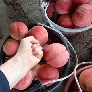 열정하나님의 자두 · 자유게시판 작성글 사진