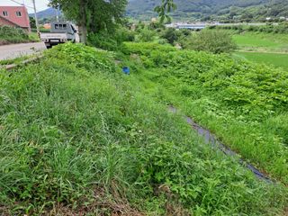 (힐링따오기쉼터)님의 두릅 · 영농일지 작성글 사진