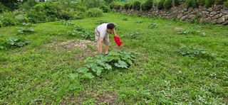 호박21690님의 호박 · 영농일지 작성글 사진