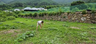 호박21690님의 호박 · 영농일지 작성글 사진