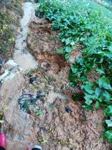 팜모닝 고구마·영농일지 게시글 이미지