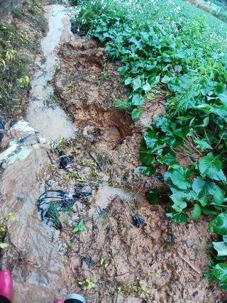 꿀고구마오수정님의 고구마 · 영농일지 작성글 사진