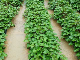 꿀고구마오수정님의 고구마 · 영농일지 작성글 사진