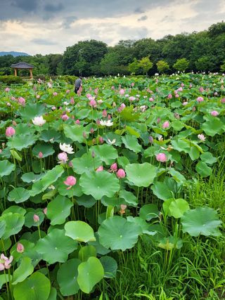 농촌환경을살리는사람님의 팜모닝 · 출석 작성글 사진