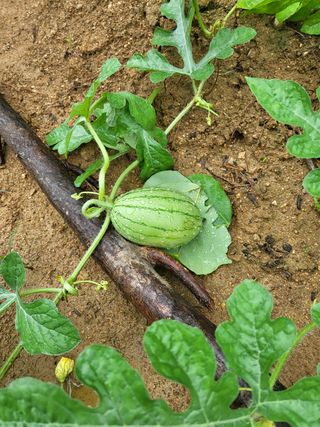 농촌환경을살리는사람님의 팜모닝 · 출석 작성글 사진