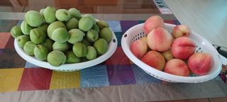 고풍마님님의 복숭아 · 병해충상담 작성글 사진