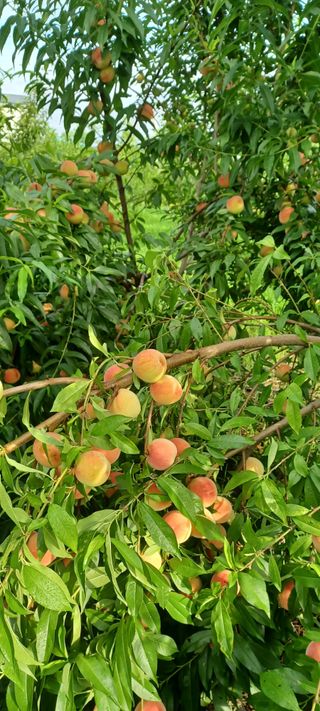 고풍마님님의 복숭아 · 병해충상담 작성글 사진
