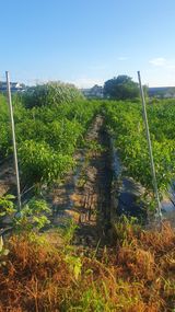 팜모닝 자유주제·자유게시판 게시글 이미지