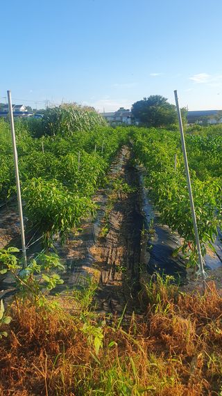 박철규 님의 자유주제 · 자유게시판 작성글 사진