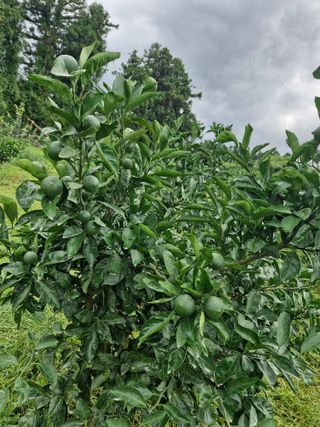 현병섭님의 귤 · 영농일지 작성글 사진