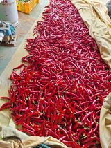 팜모닝 고추·영농일지 게시글 이미지