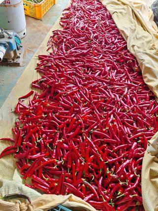 호박 정정호님의 고추 · 영농일지 작성글 사진