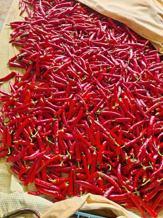 호박 정정호님의 고추 · 영농일지 작성글 사진