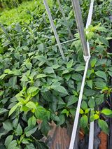 팜모닝 농사, 무엇이든 물어보세요!·참여글 게시글 이미지