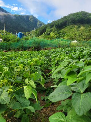 이의도님의 콩 · 영농일지 작성글 사진
