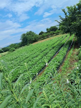 김기한님의 콩 · 영농일지 작성글 사진