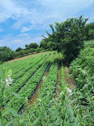 김기한님의 콩 · 영농일지 작성글 사진