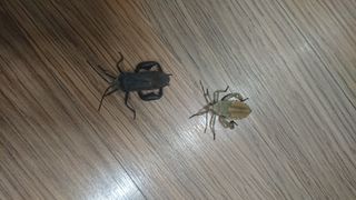 표고버섯20903님의 콩 · 병해충상담 작성글 사진