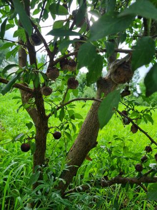 서용연님의 농사, 무엇이든 물어보세요! · 참여글 작성글 사진