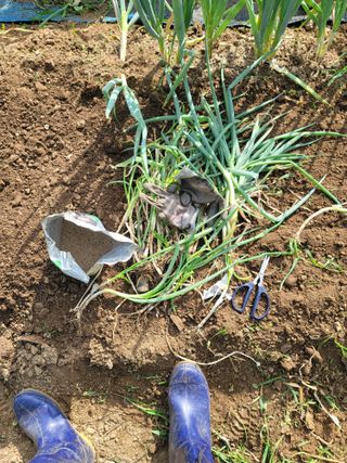 jun님의 파 · 영농일지 작성글 사진