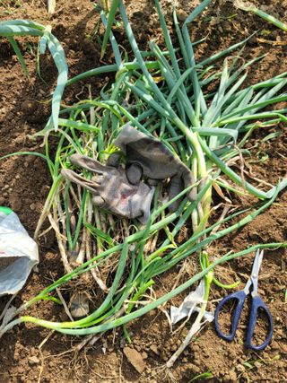 jun님의 파 · 영농일지 작성글 사진