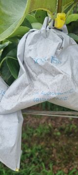 팜모닝 자유주제·자유게시판 게시글 이미지