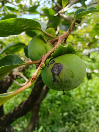 김유봉님의 감 · 병해충상담 작성글 사진