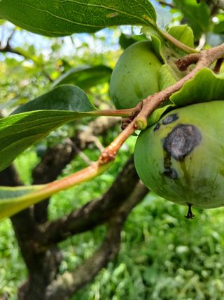 김유봉님의 감 · 병해충상담 작성글 사진
