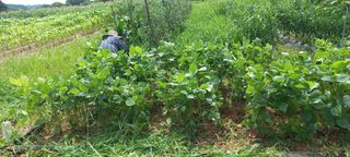 엄성열님의 고추 · 영농일지 작성글 사진