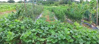 엄성열님의 고추 · 영농일지 작성글 사진