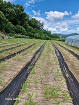 팜모닝 기타작물·영농일지 게시글 이미지