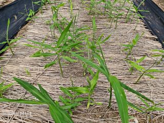 연상수님의 기타작물 · 영농일지 작성글 사진