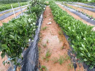 심기정님의 고추 · 영농일지 작성글 사진