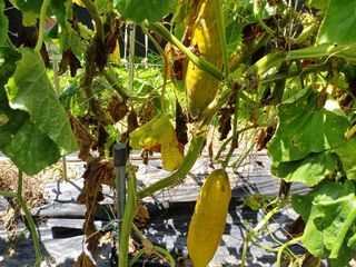 12345우각장당리님의 자유주제 · 사진전 작성글 사진