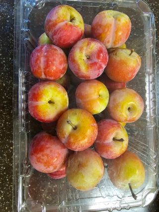 자두농사알프스왕자님의 작성글 사진