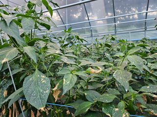 김윤환님의 고추 · 병해충상담 작성글 사진