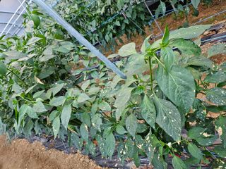 김윤환님의 고추 · 병해충상담 작성글 사진