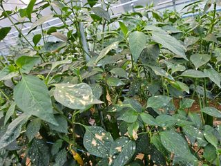 김윤환님의 고추 · 병해충상담 작성글 사진