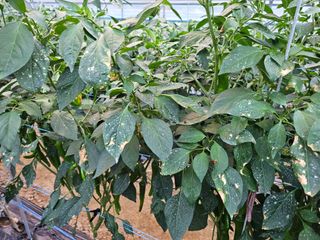 김윤환님의 고추 · 병해충상담 작성글 사진