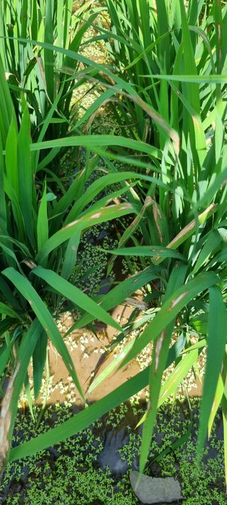 처음처럼 시작님의 벼 · 영농일지 작성글 사진