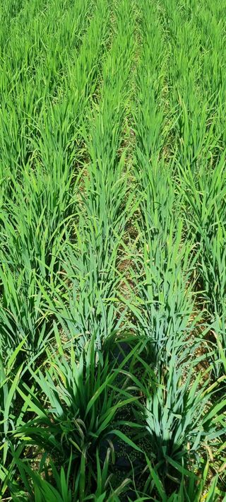 처음처럼 시작님의 벼 · 영농일지 작성글 사진