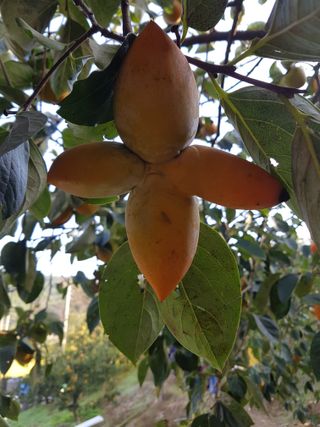 김성길님의 감 · 자유게시판 작성글 사진