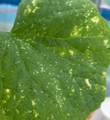 팜모닝 오이·병해충상담 게시글 이미지