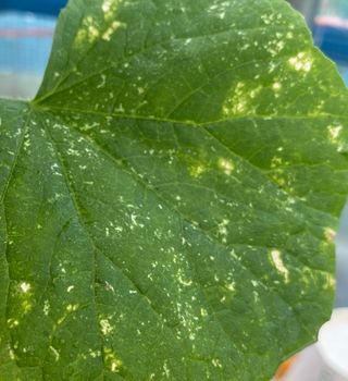 김명산님의 오이 · 병해충상담 작성글 사진