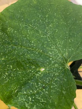 김명산님의 오이 · 병해충상담 작성글 사진