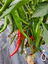 팜모닝 고추·영농일지 게시글 이미지