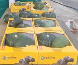 팜모닝 자유주제·자유게시판 게시글 이미지