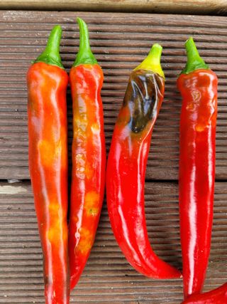 느티나무집님의 고추 · 병해충상담 작성글 사진