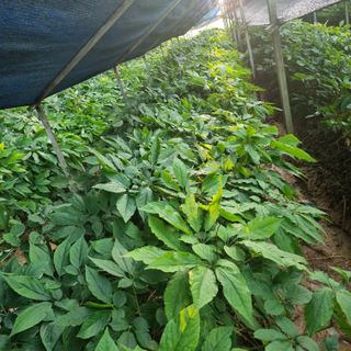 참깨6237님의 작성글 사진